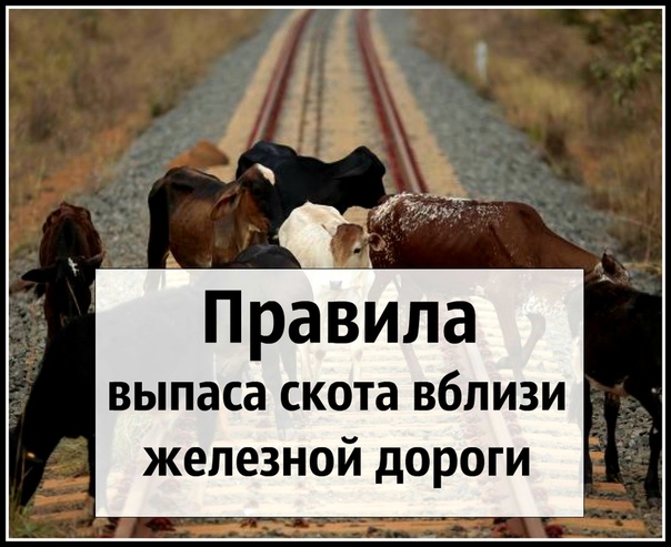 «Правила прогона скота через железнодорожные пути и правила выпаса скота вблизи железнодорожных путей» «Правила прогона скота через железнодорожные пути и правила выпаса скота вблизи железнодорожных путей»
