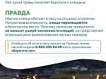 Разбираем самые распространённые заблуждения о лесных пожарах